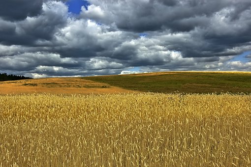 cornfield-4316900__340.jpg