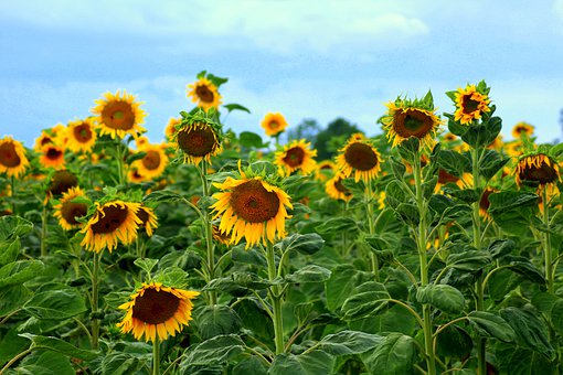 sunflowers-4325252__340.jpg