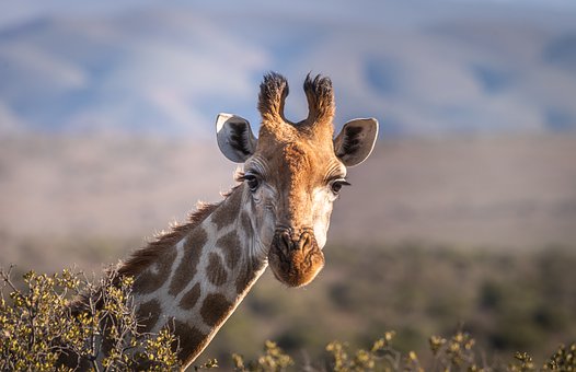 giraffe-4312090__340.jpg