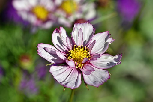 cosmea-4317581__340.jpg