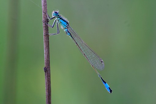 dragonfly-1042089__340.jpg