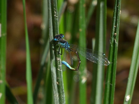 dragonfly-2311724__340.jpg