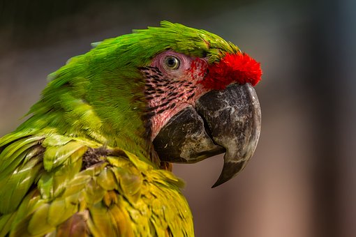 parrot-3421965__340.jpg