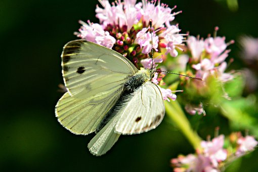 cabbage-white-4339744__340.jpg