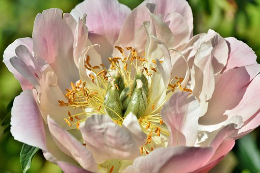 peony-4336349__340.jpg