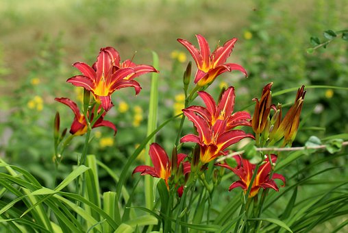 lilies-4339564__340.jpg