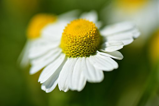 ox-eye-daisy-4351009__340.jpg