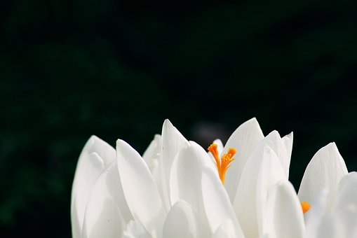 crocus-2146535__340.jpg