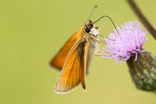 skipper-4362807__340.jpg