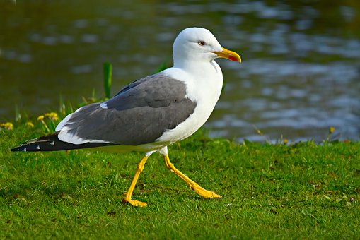 seagull-4330255__340.jpg