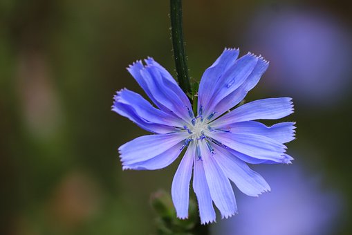 chicory-4391171__340.jpg