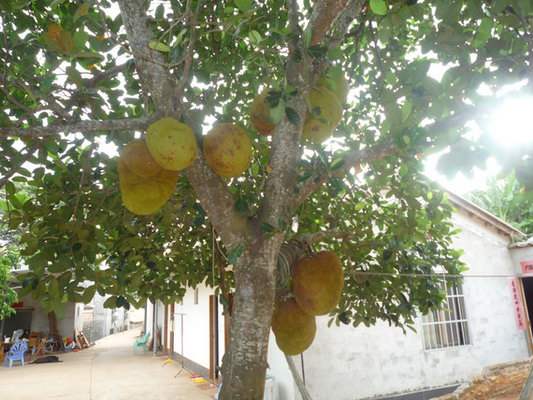 家里种菠萝蜜树风水学